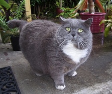 кот с ожирением