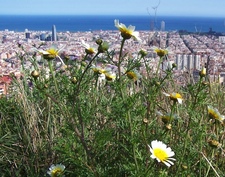 весна в Барселоне