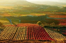 виноградники в Испании