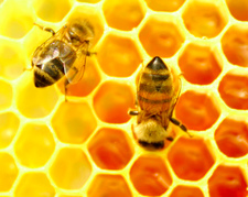 Пчелы погибли в ДТП