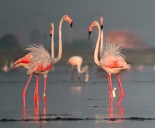 фламинг на реке Эбро