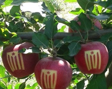 Каталонские яблоки