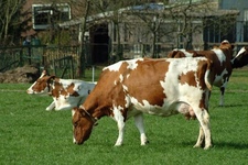 vacas