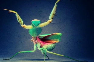 В Испании появились гигантские богомолы, поедающие ящериц и лягушек