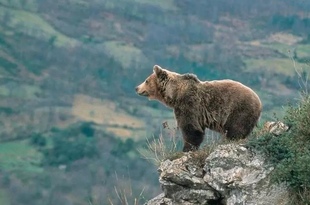 Бурый медведь вернулся в провинции Оренсе, Леон и Самора