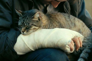 В Наварре внедряют кототерапию