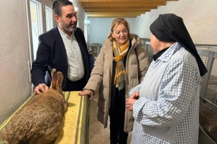 Монахини из Толедо увлеклись разведением гигантских кроликов