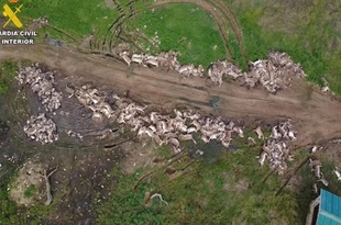 В Испании за одну охоту убили тысячу оленей и ланей