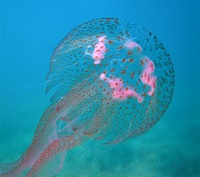 pelagia noctiluca