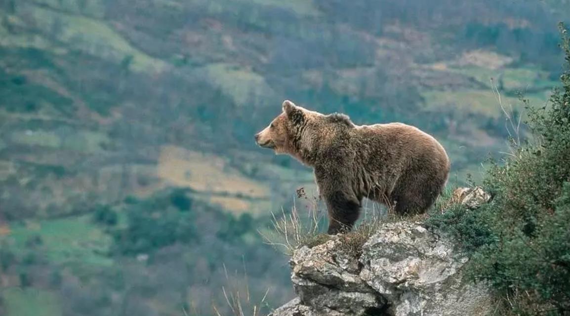 Бурый медведь вернулся в провинции Оренсе, Леон и Самора